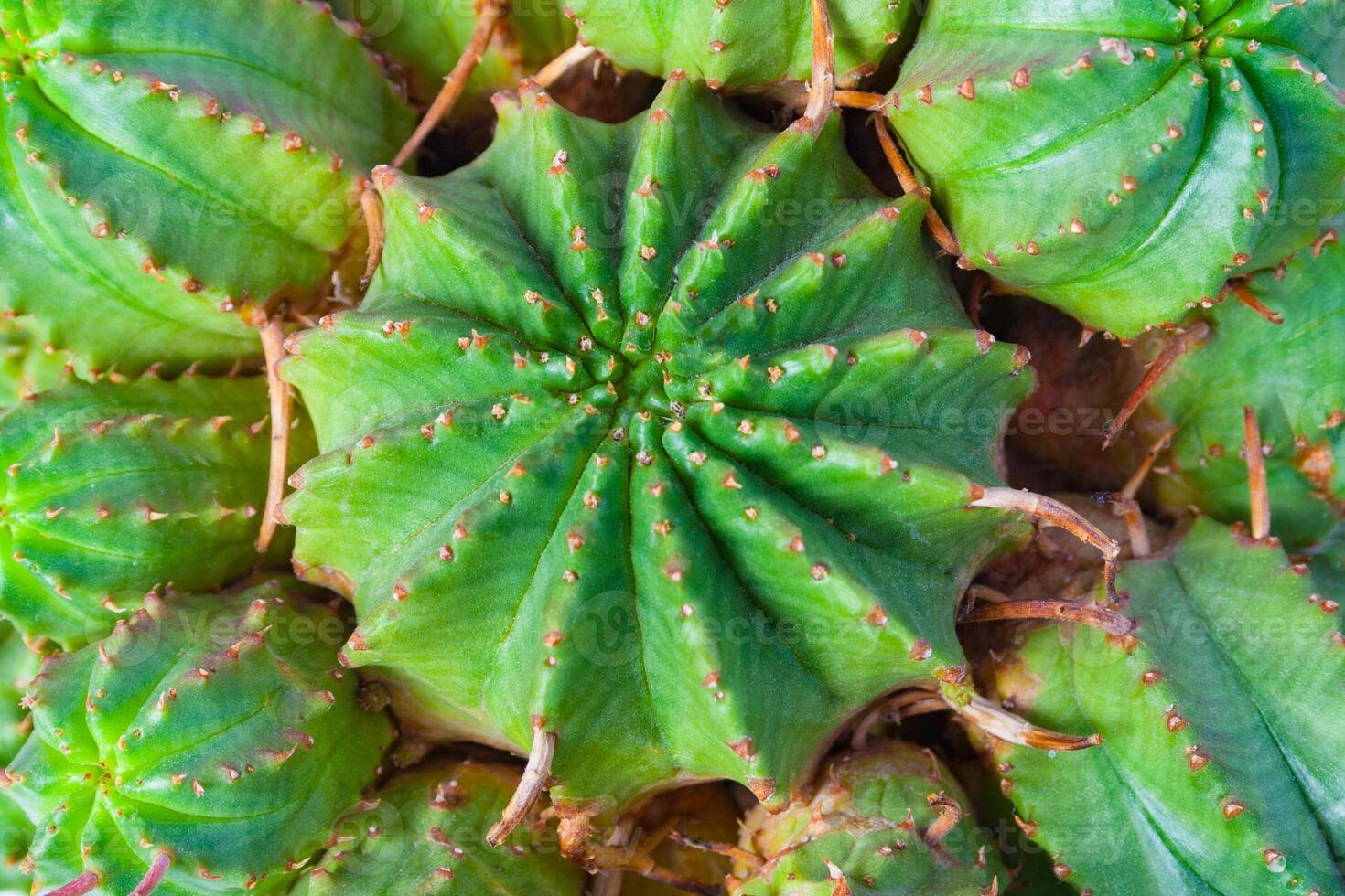 Close up view of a succulents euphorbia as background photo