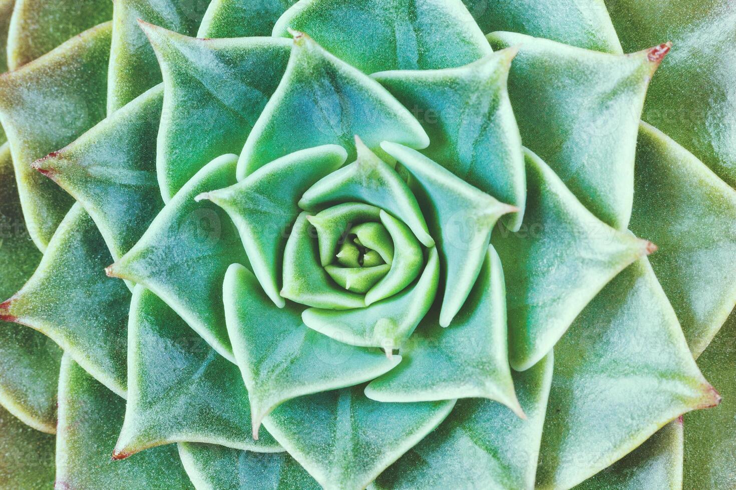 Close up view of green rosettes of the graptopetalum succulent plant as background, texture photo
