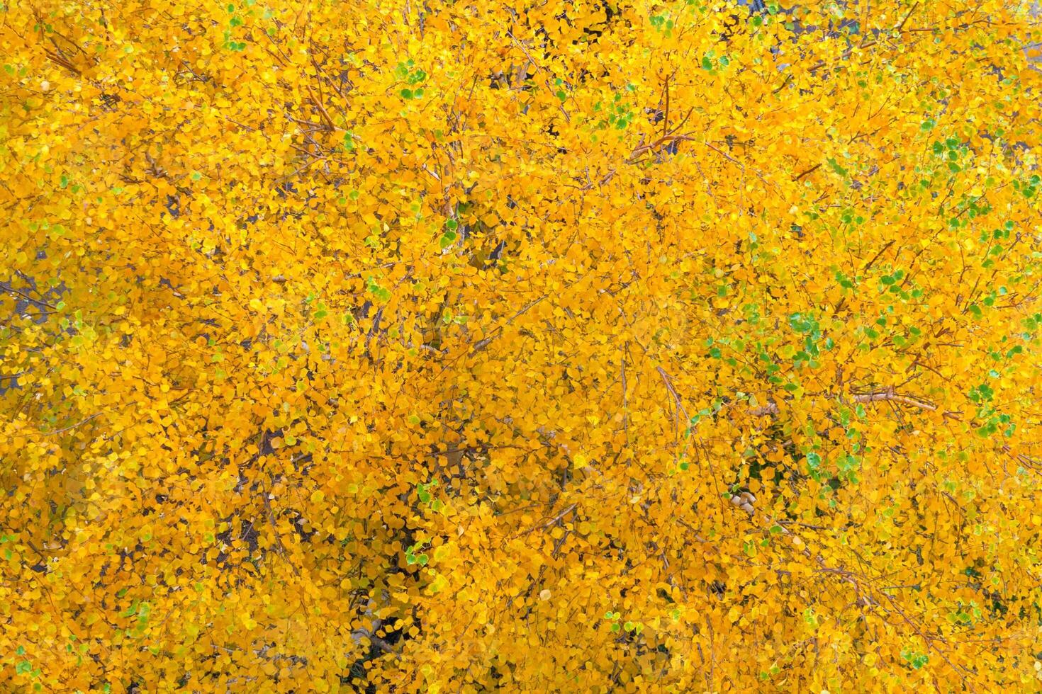 Top view of a yellow autumn foliage on trees as background, texture photo