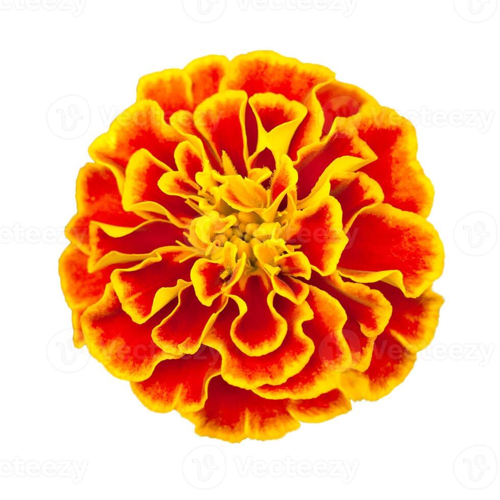 Orange yellow flower of tagetes plant French Marigold, isolated on a white background. Design element. photo
