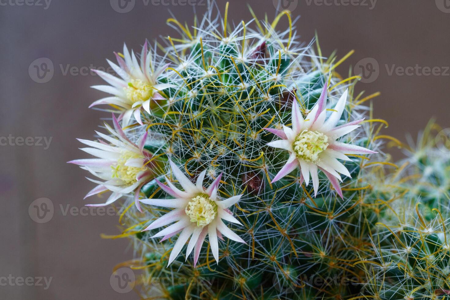 Close up view of a white flowers with pink veins of cactus mammillaria photo
