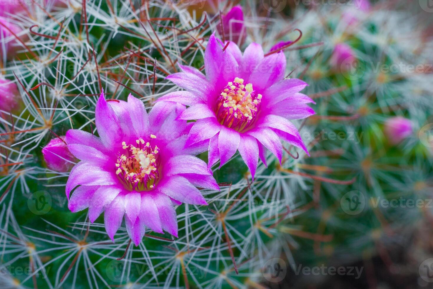 Close up view of a pink flowers of cactus mammillaria photo