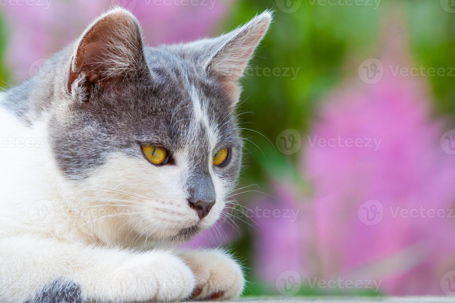 Portrait of gray-white kitten with bright orange eyes against the background of flowering plants in the bokeh photo