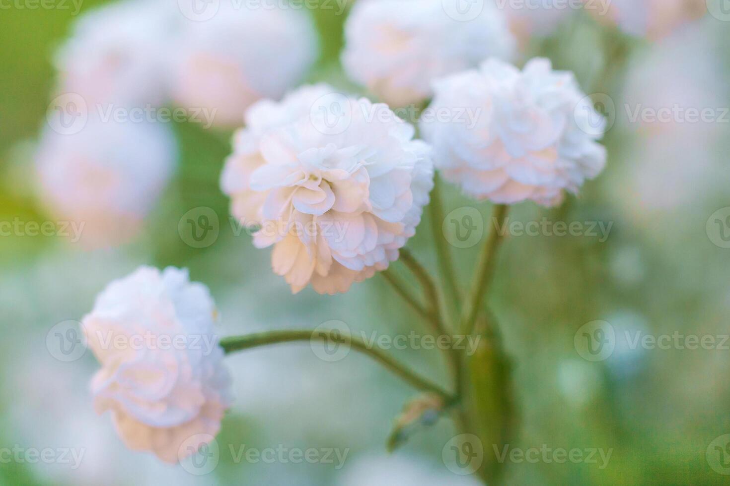 Close up view on a white flowers of Gypsophila paniculata photo