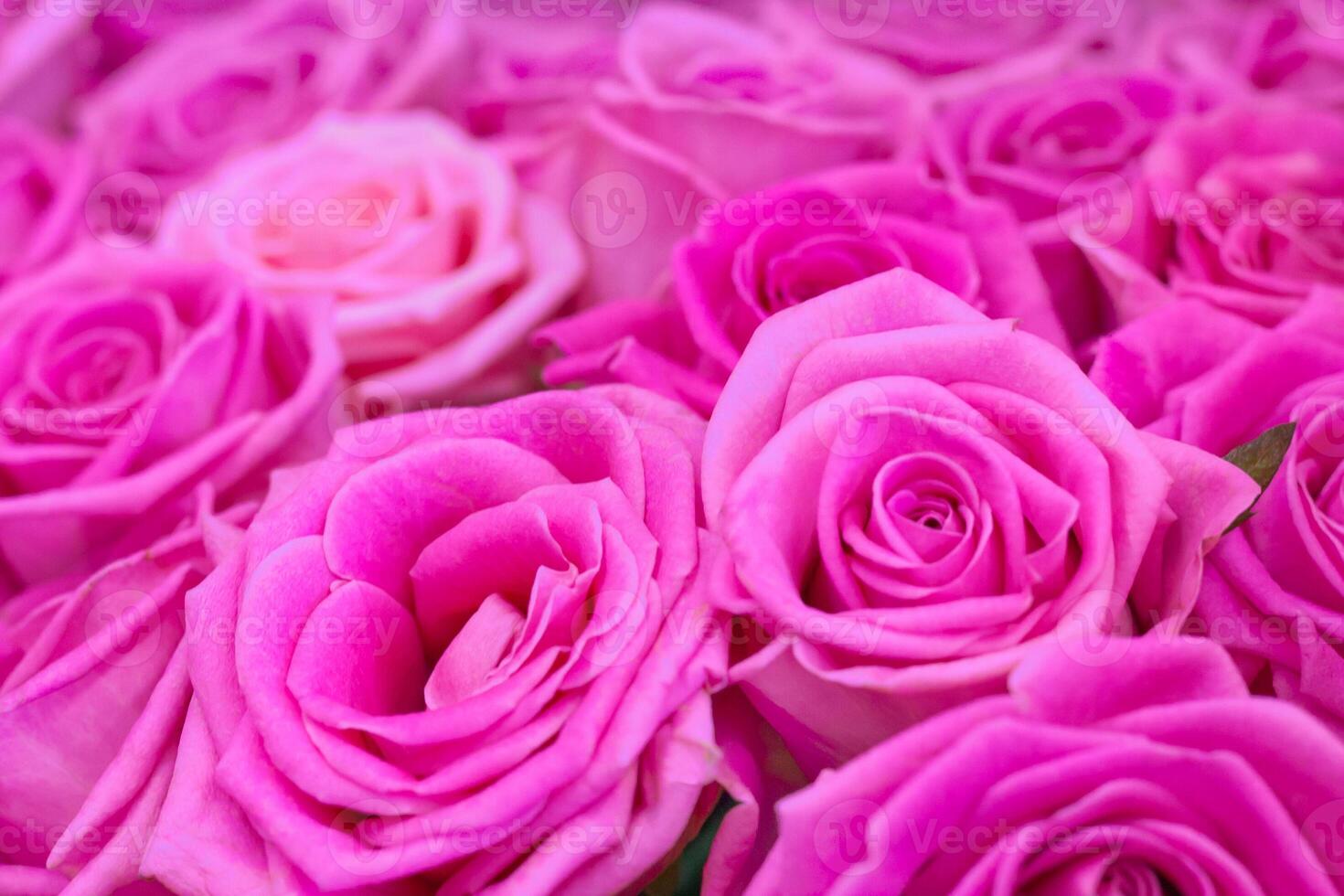 Close up view of a bouquet of a gently pink roses as background photo