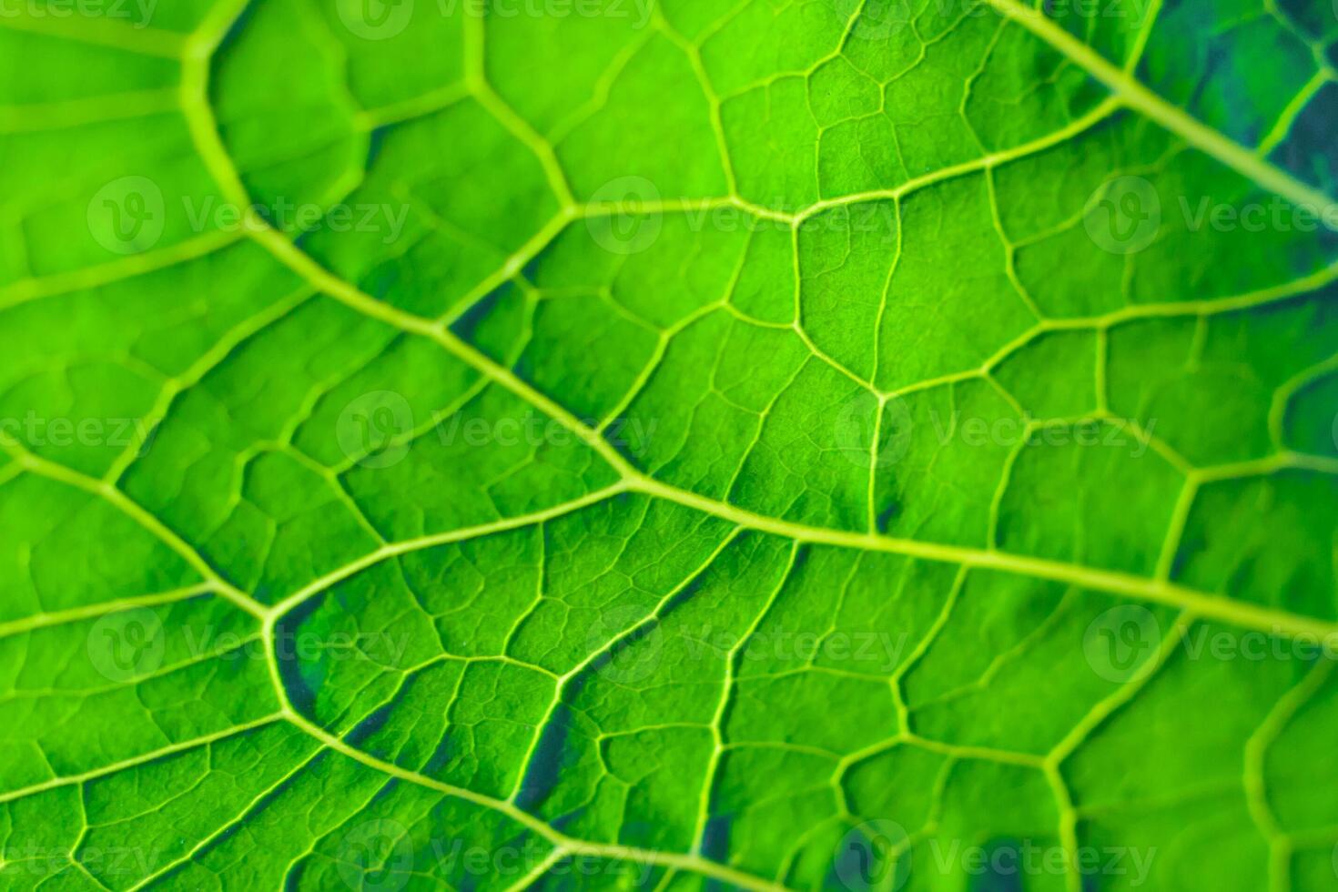 Close-up view on a green leaf as background photo