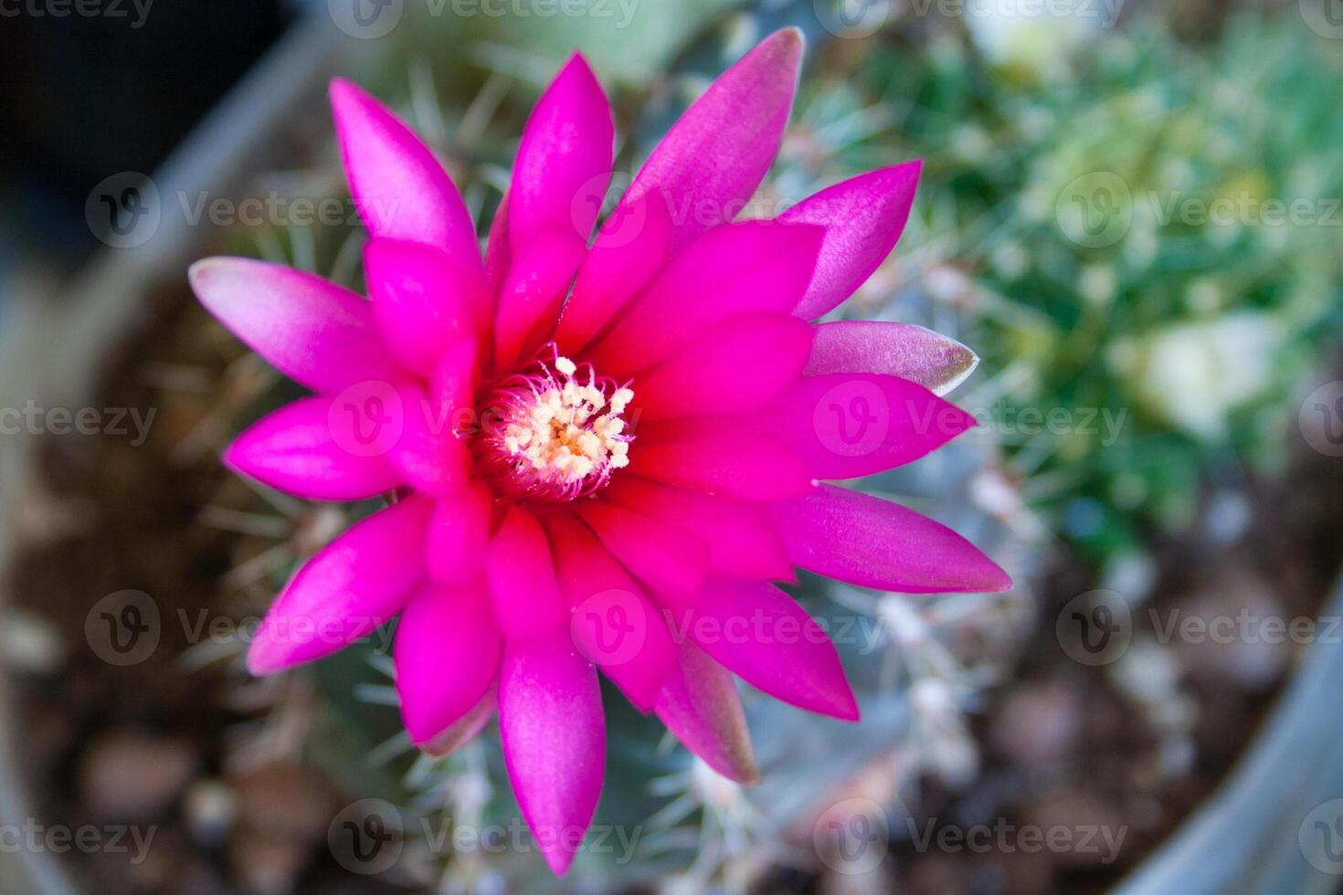 Close up view on a pink flower of Gymnocalycium baldianum cactus photo