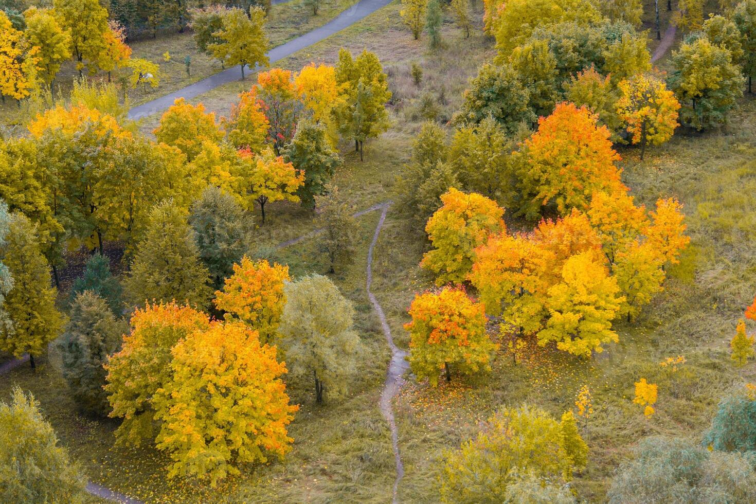 Autumn trees, view from above photo