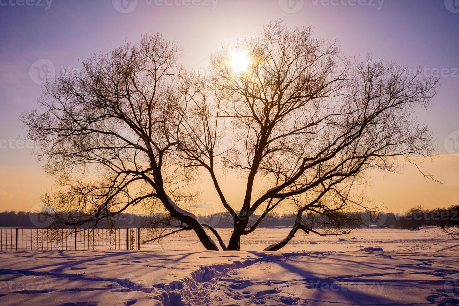 Dark silhouette of lonely tree, opposite a orange - purple sunset light, a background of winter landscape photo