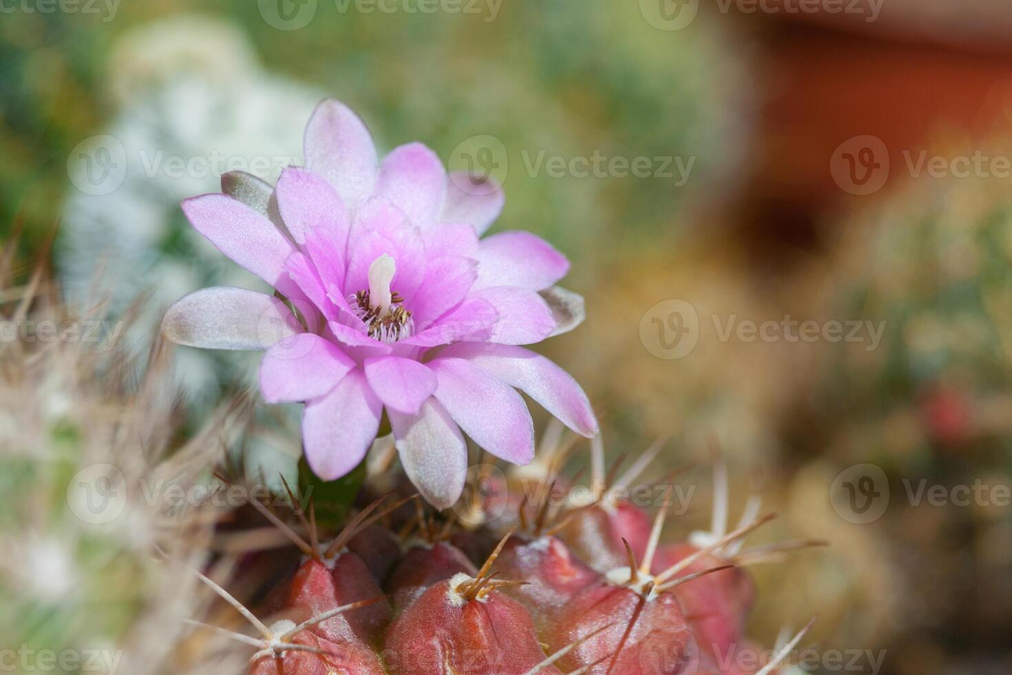 Pink flower of cactus Gymnocalycium damsi photo