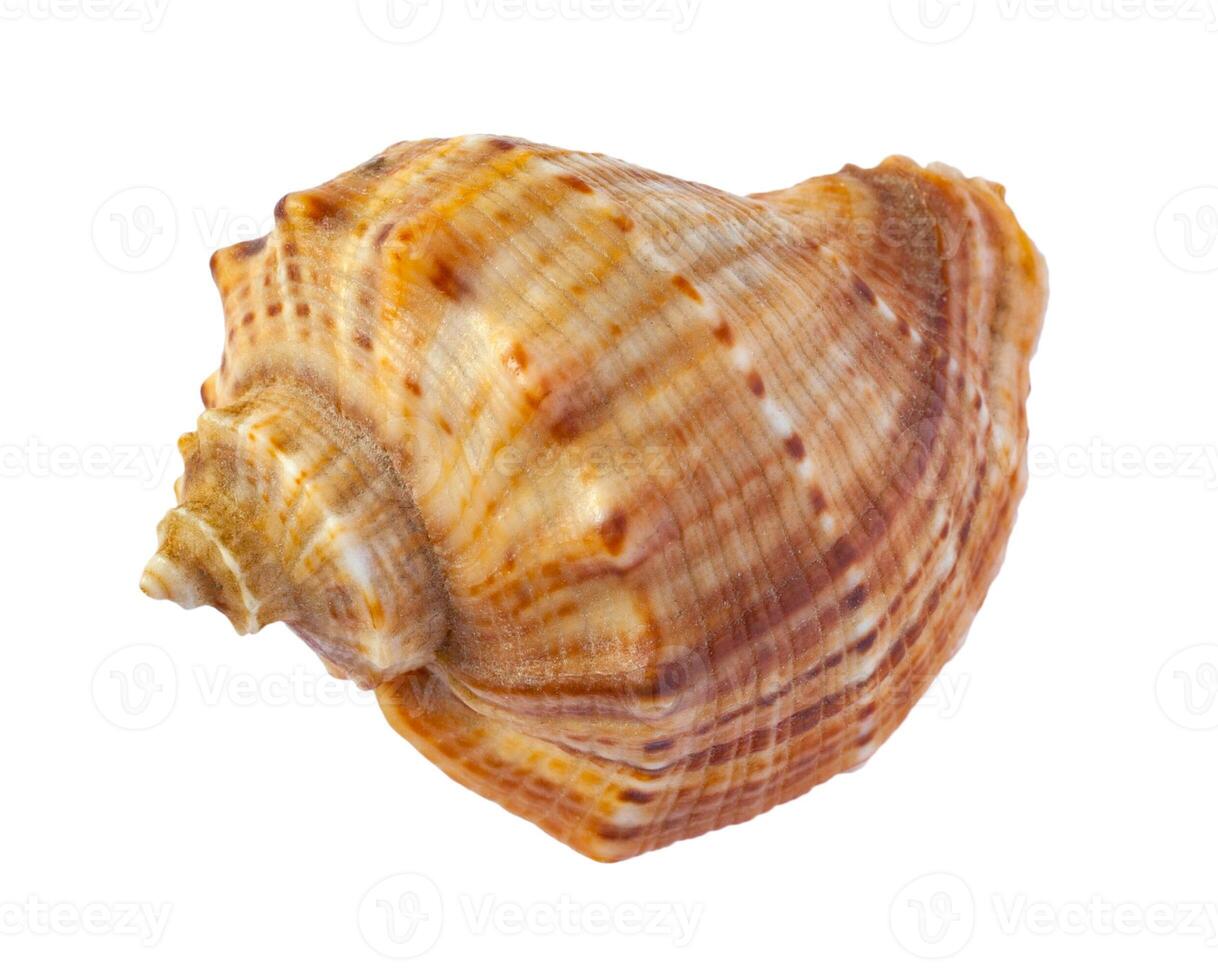 Sea shell isolated on a white background photo