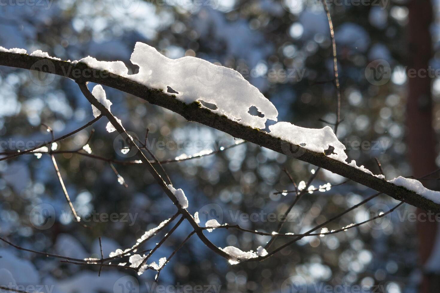 Close up view of a dry tree branch covered with snow photo