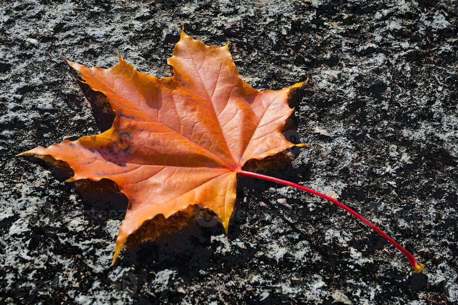 naranja arce hoja en asfalto foto