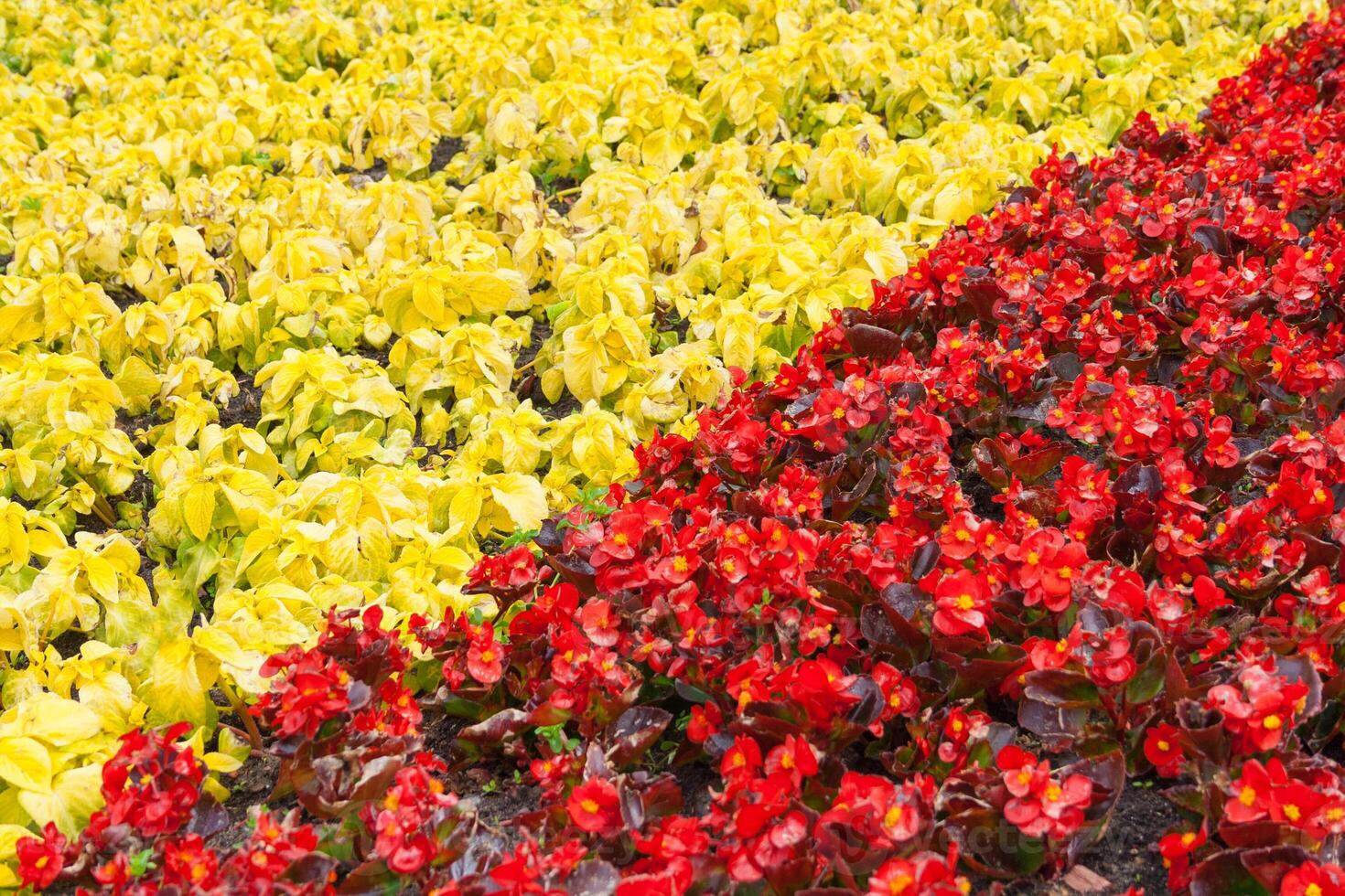 Abstract view on a of red begonia flowers and yellow decorative leaves of the coleus, separated by a diagonal line, as background photo