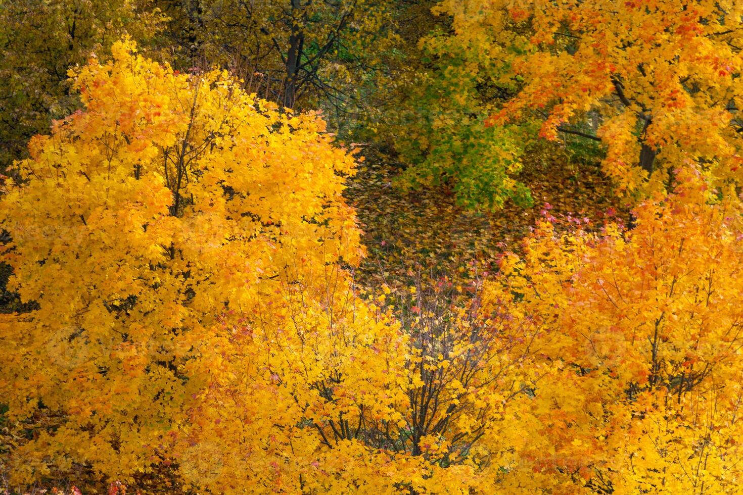 Autumn trees, view from above photo