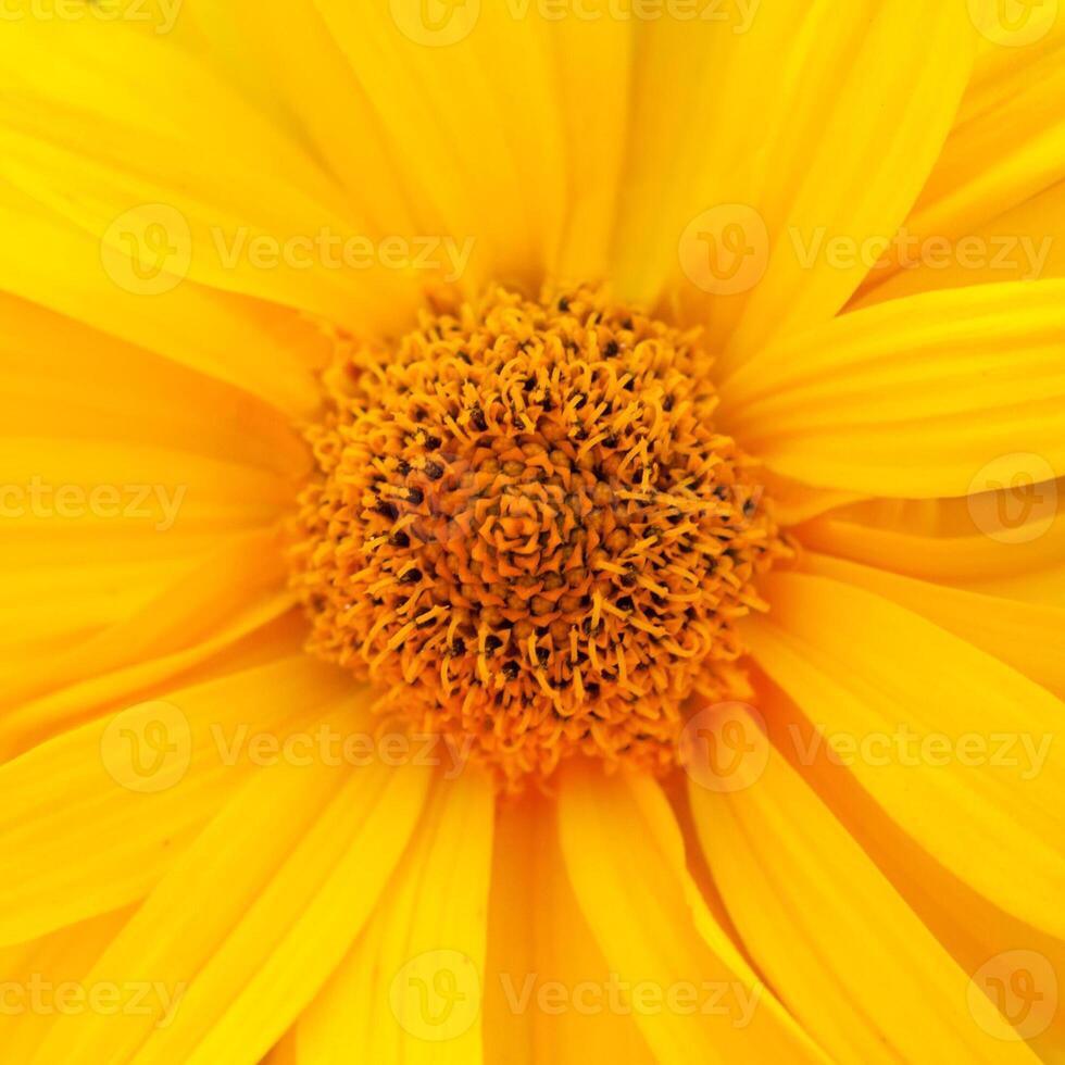 Close up view on a center of yellow daisy flower as background photo