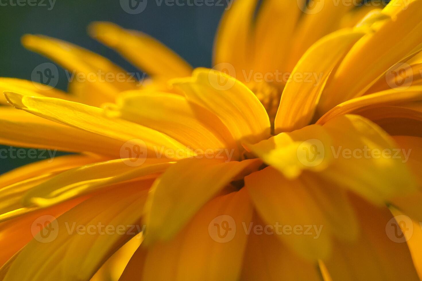 Close up view on a fragment of yellow daisy flower photo