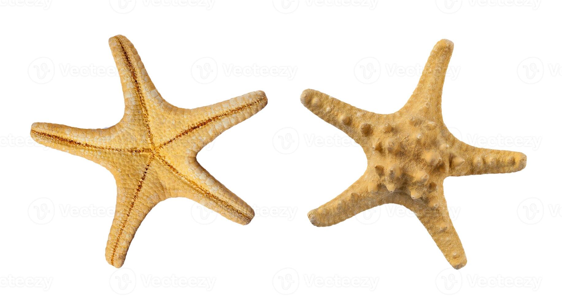 Set of two sides of a beige starfish, isolated on a white background photo