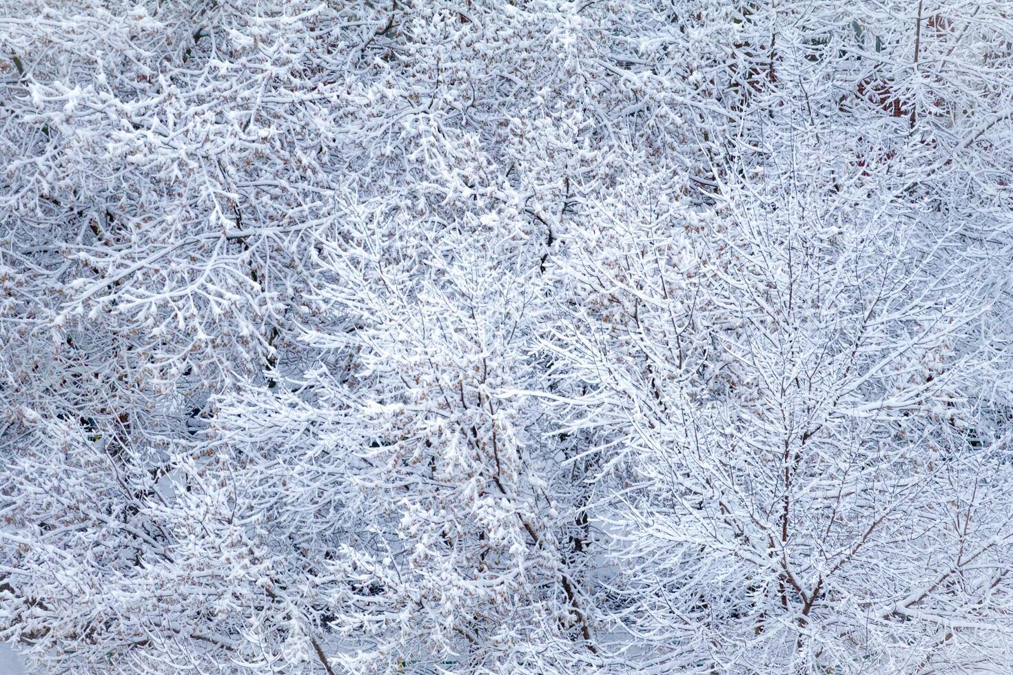Top view of snow-covered treetops photo