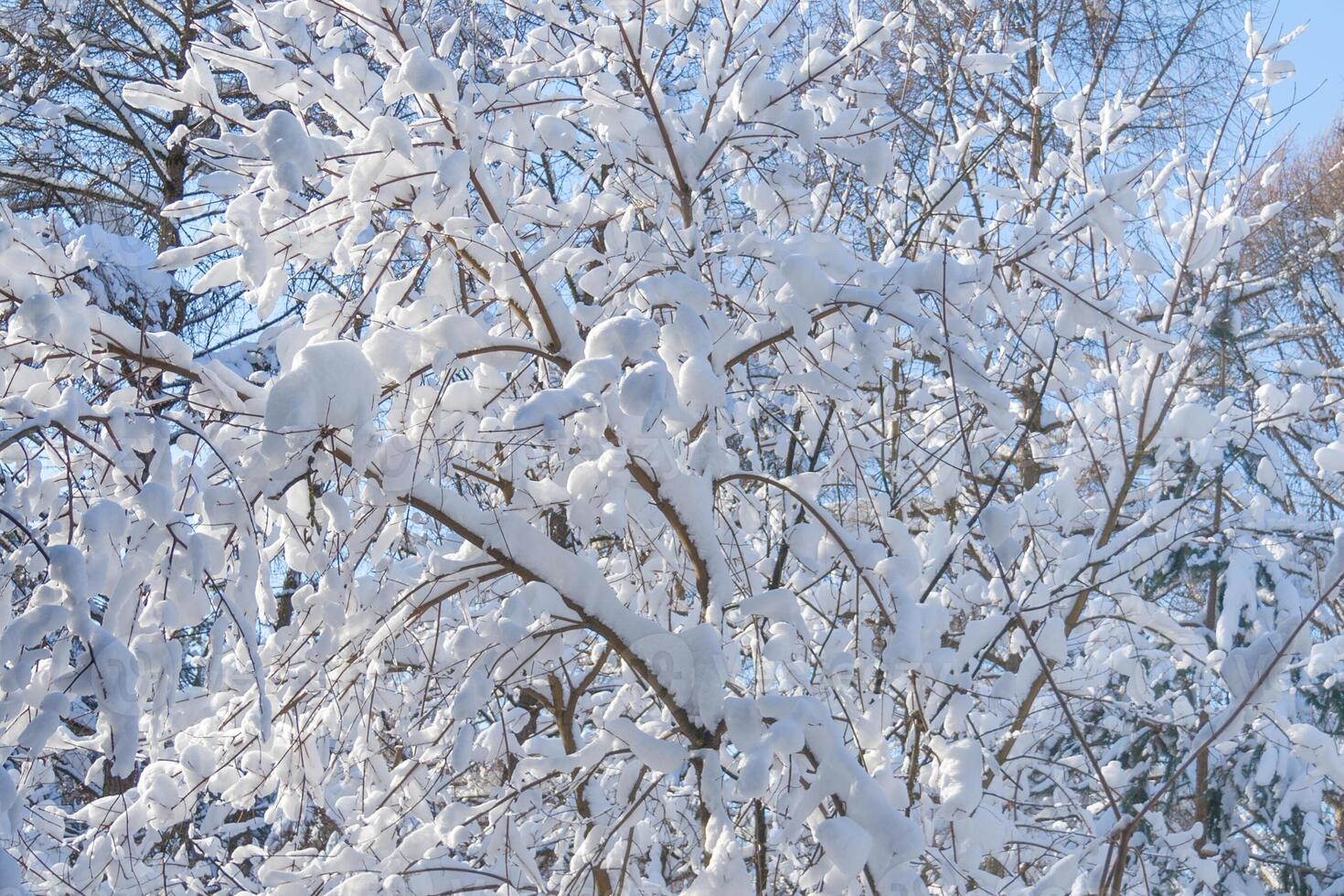 A branches of trees in the winter forest covered with snow photo