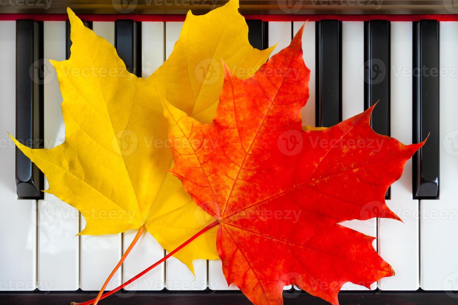 Close up view of autumn leaves on piano keys photo
