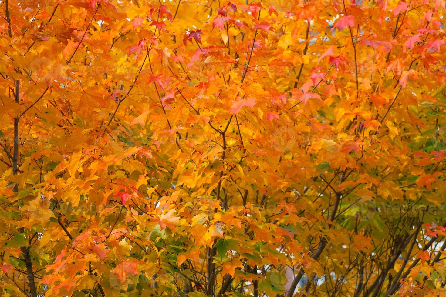 Orange autumn leaves on the trees as background, texture photo