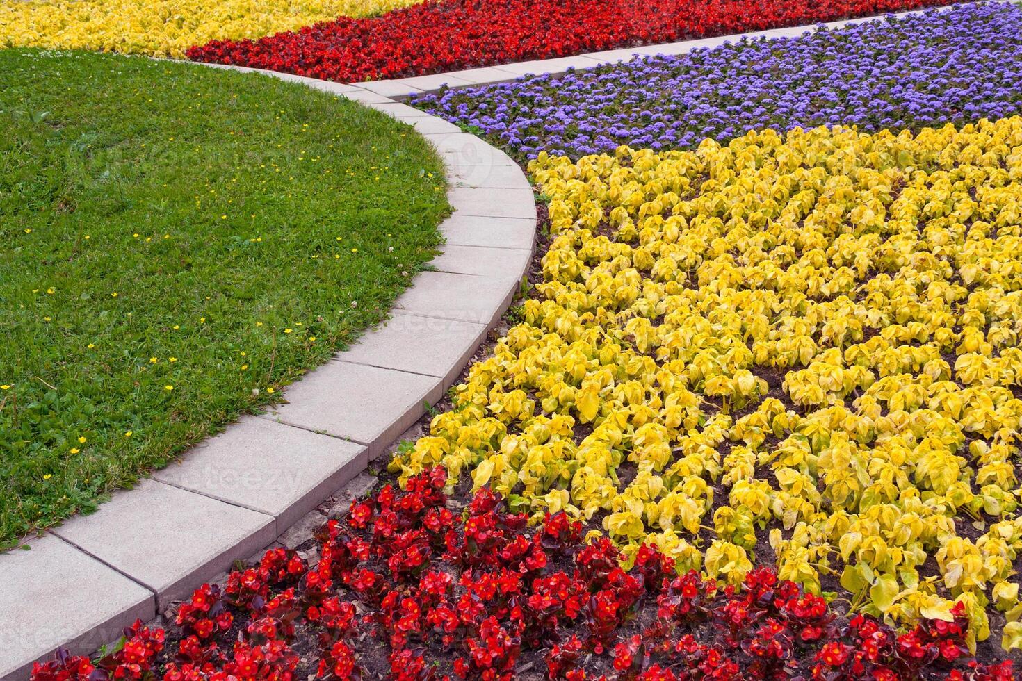View on a fragment of a multicolored flowerbed of begonia, ageratum and decorative leaves of the coleus plant photo