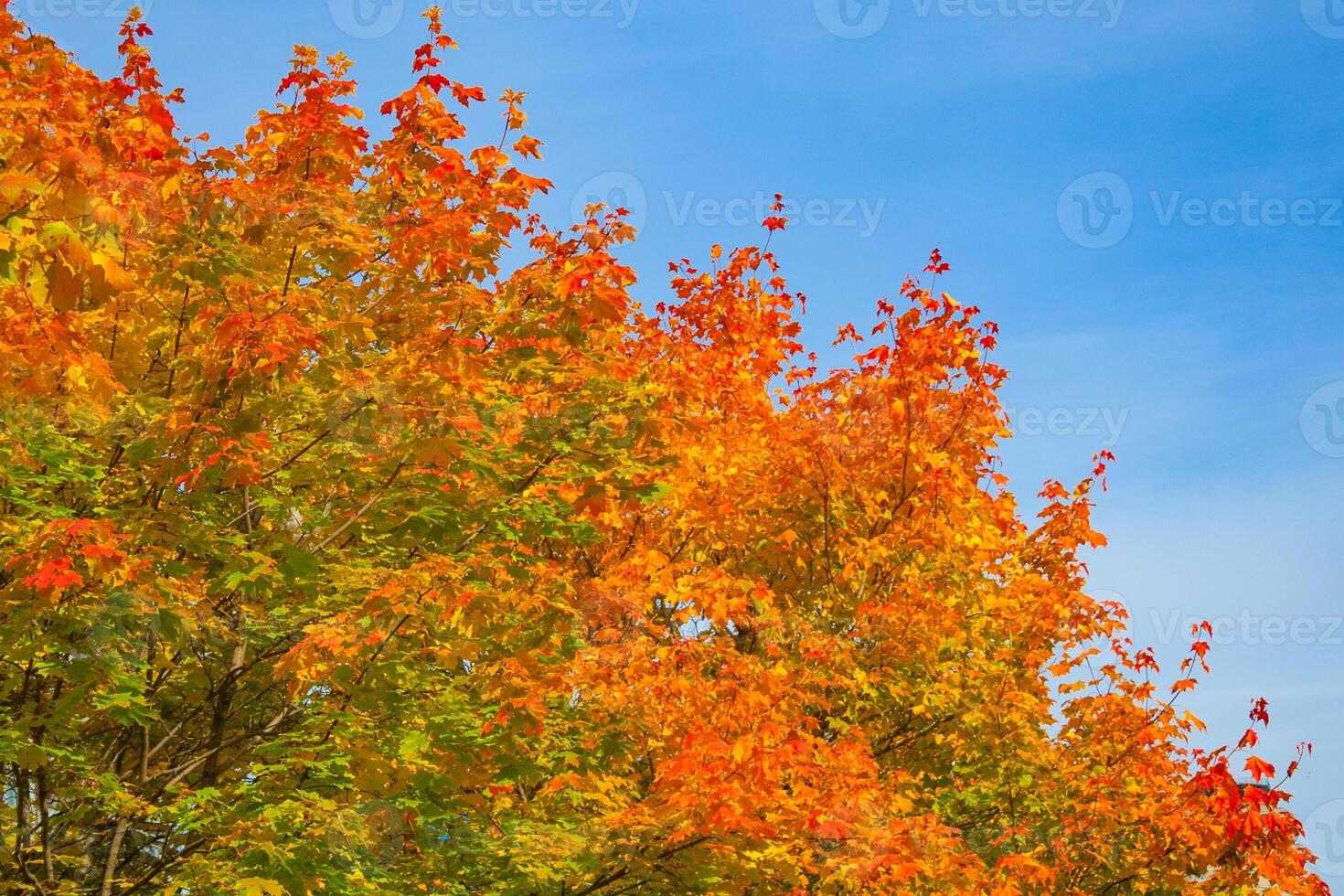 Fragment of autumn tree with yellow-orange leaves against a blue sky background photo