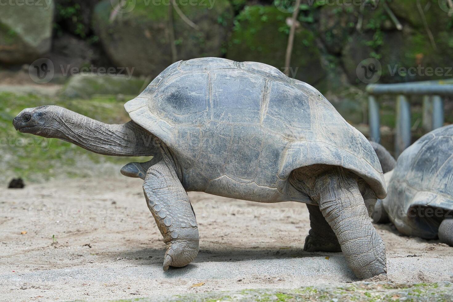 Closeup of the aldabra land giant tortoise inside the botanical garden, Mahe Seychelles photo