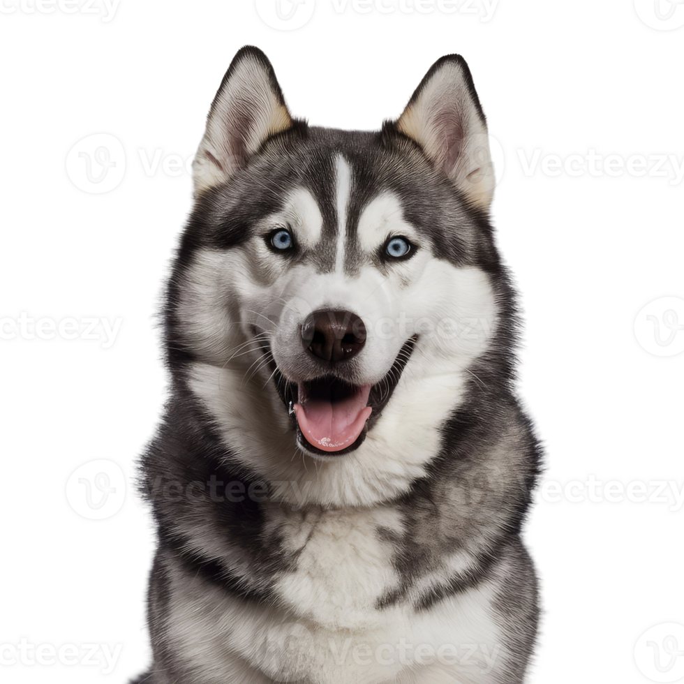 Isolated Dog Portrait png