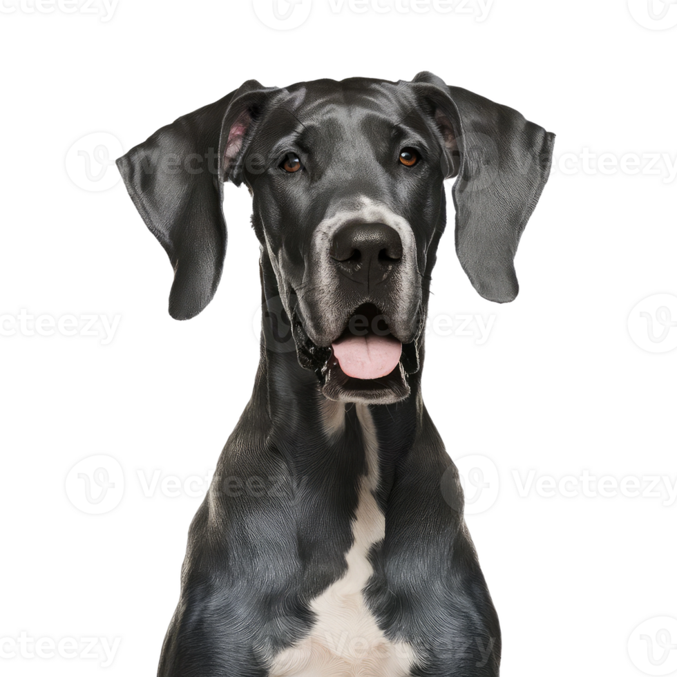 Isolated Dog Portrait png
