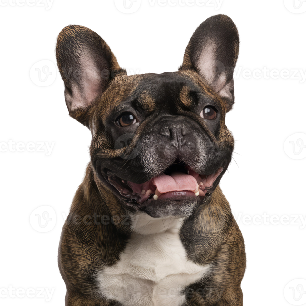 Isolated Dog Portrait png
