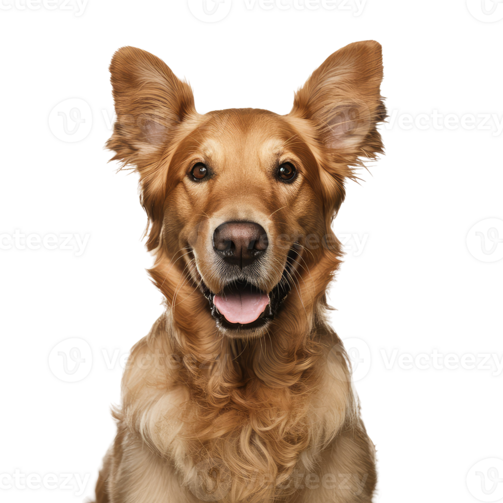 Isolated Dog Portrait png