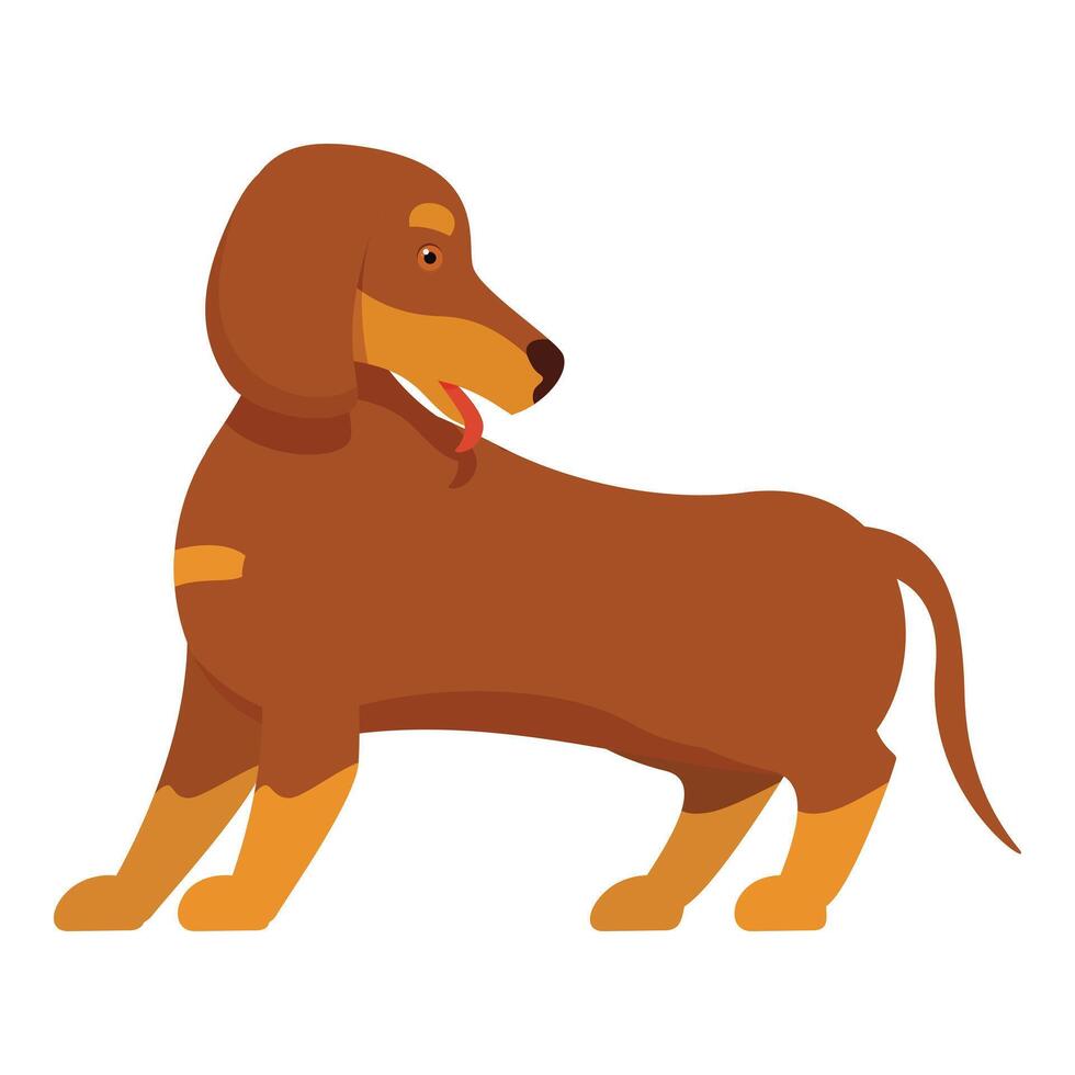 Brown dachshund dog standing on white background vector