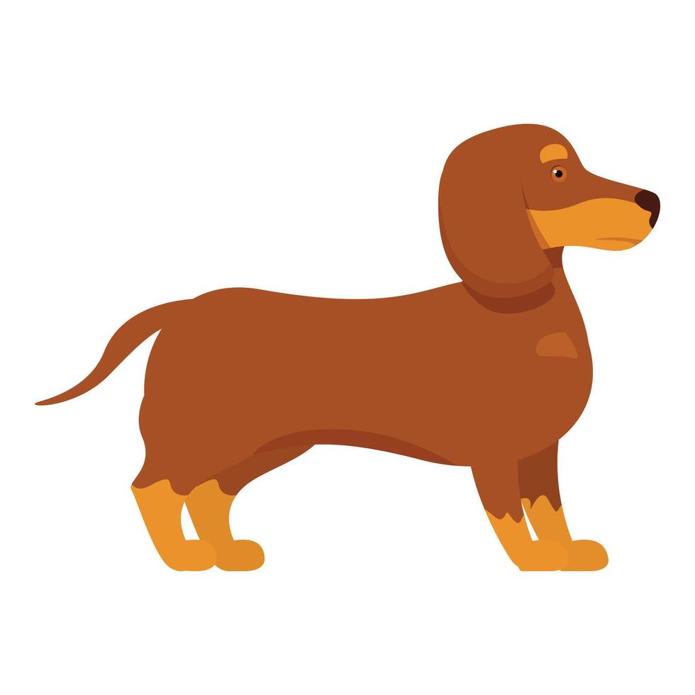 Brown dachshund dog standing on white background vector