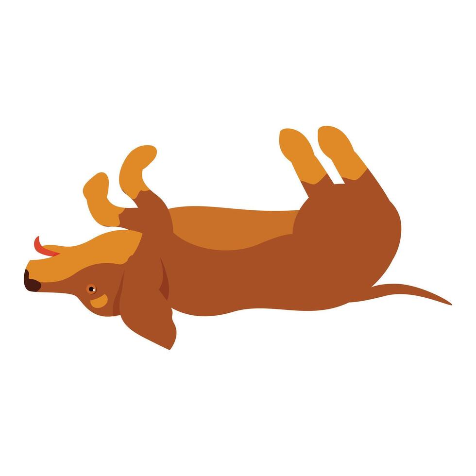Playful brown dachshund rolling on its back vector