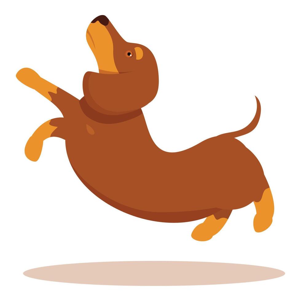 Happy brown dachshund jumping with joy vector
