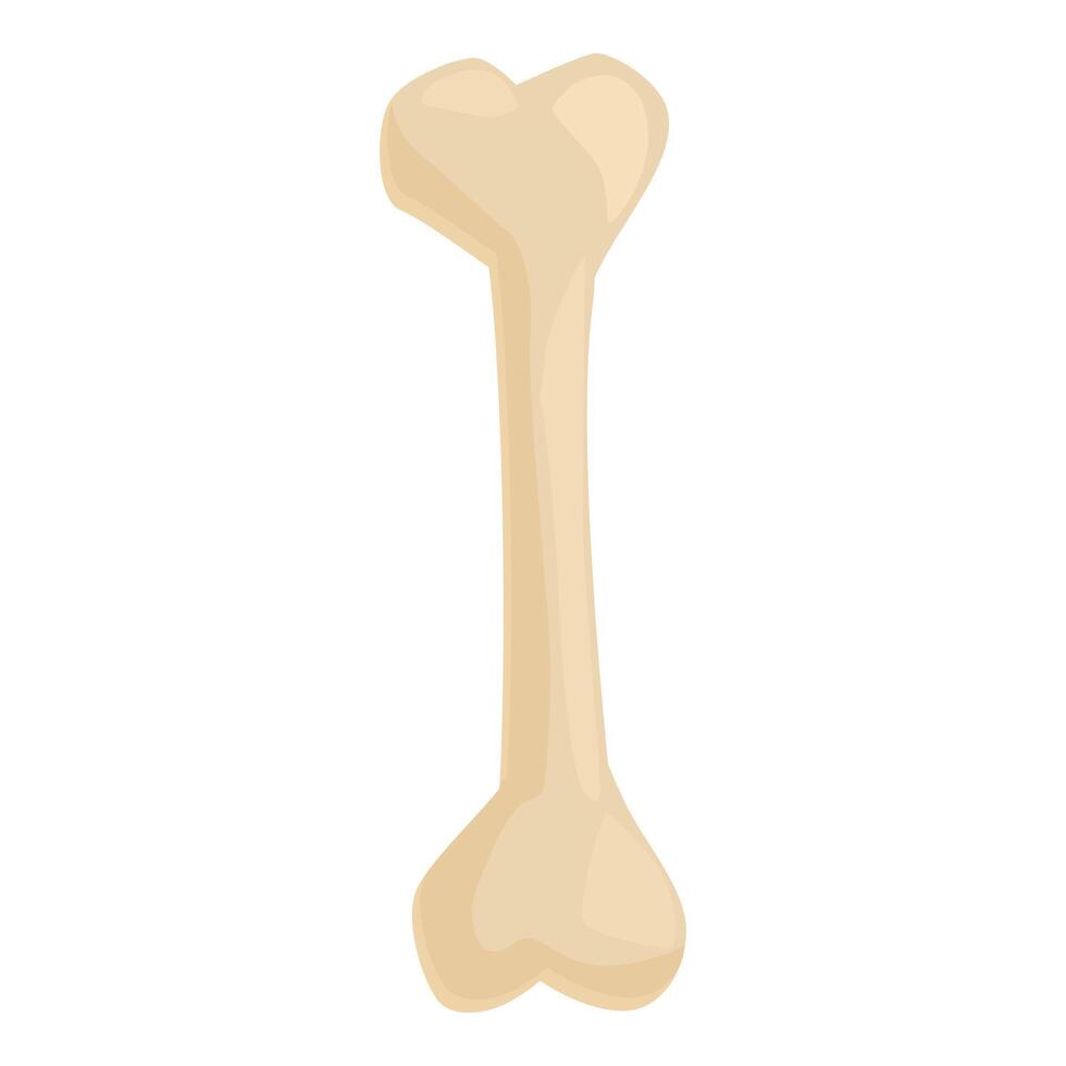 Single long bone standing up on white background vector
