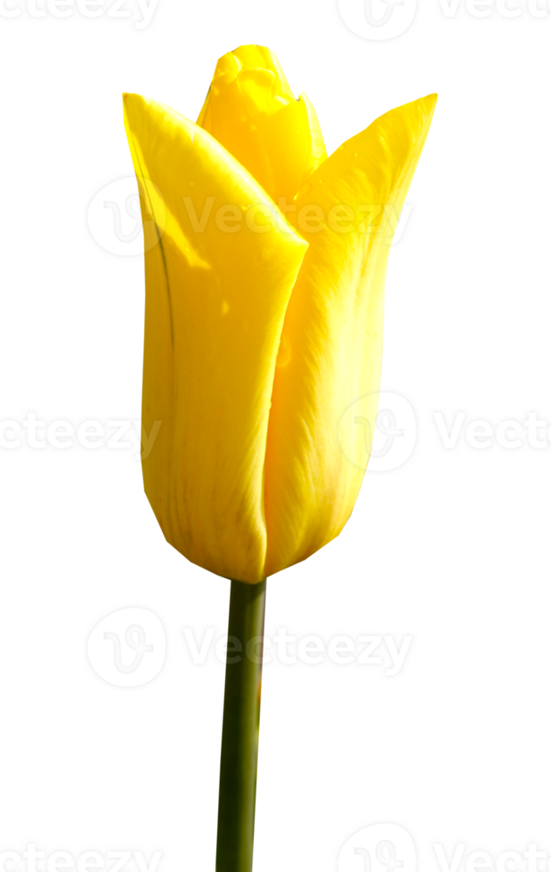 Yellow tulip flowers in full blooming isolated. Beauty in nature png
