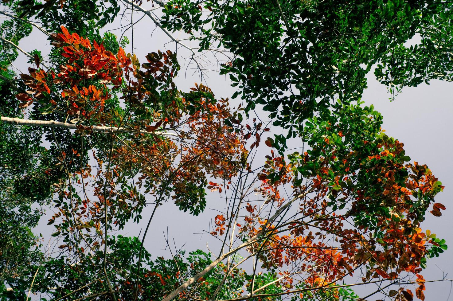 green, yellow and orange leaves that will fall photo