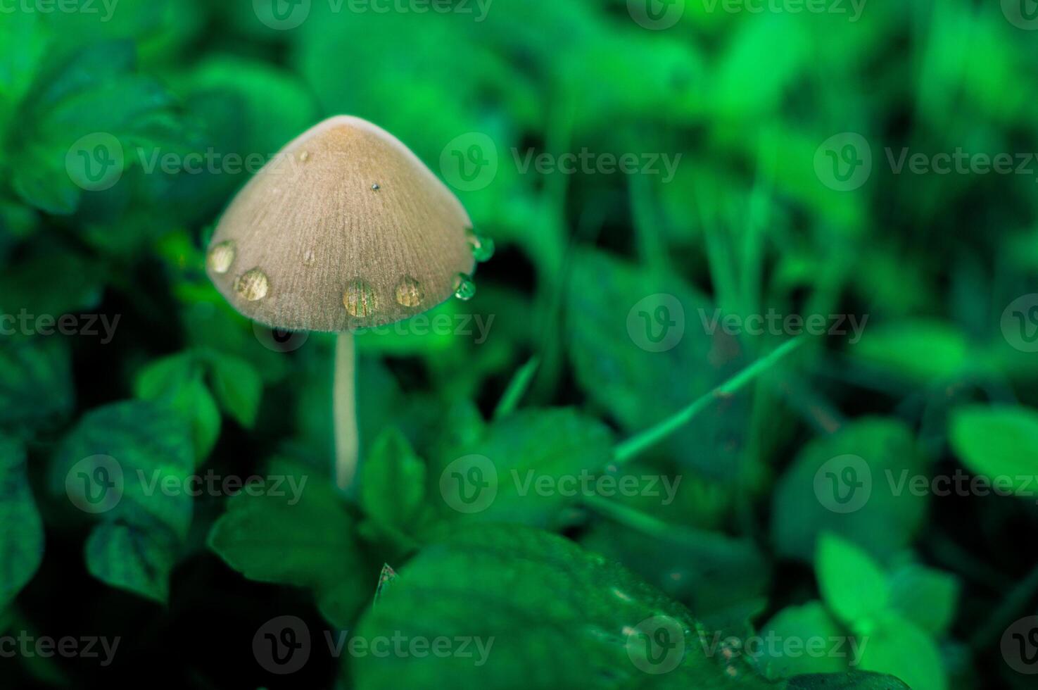 mushrooms and dew in the morning that grow among the grass photo