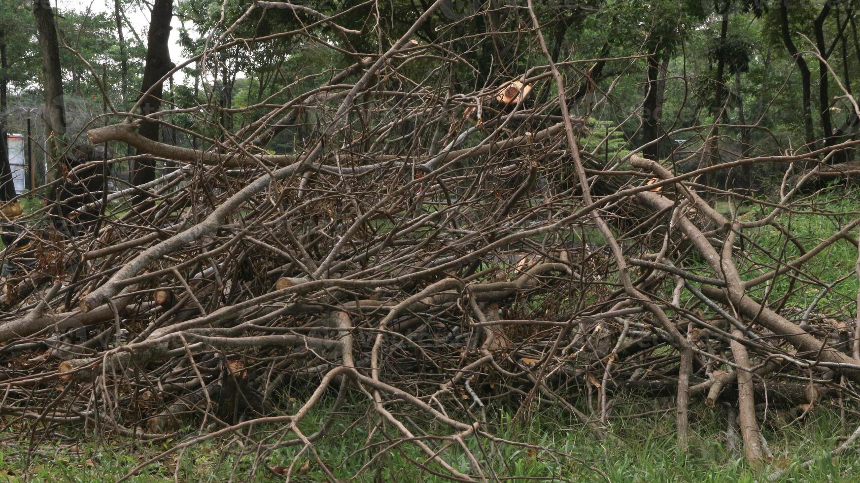 Branches, roots, pieces of trunks remaining on piles after removing wood from the forest, used for the production of wood chips used as an energy raw material. photo