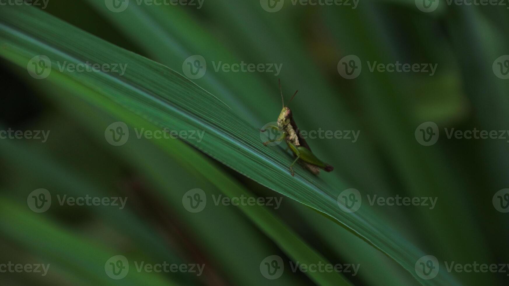 Green grasshopper herbivorous insects from the suborder Caelifera in the order orthoptera photo