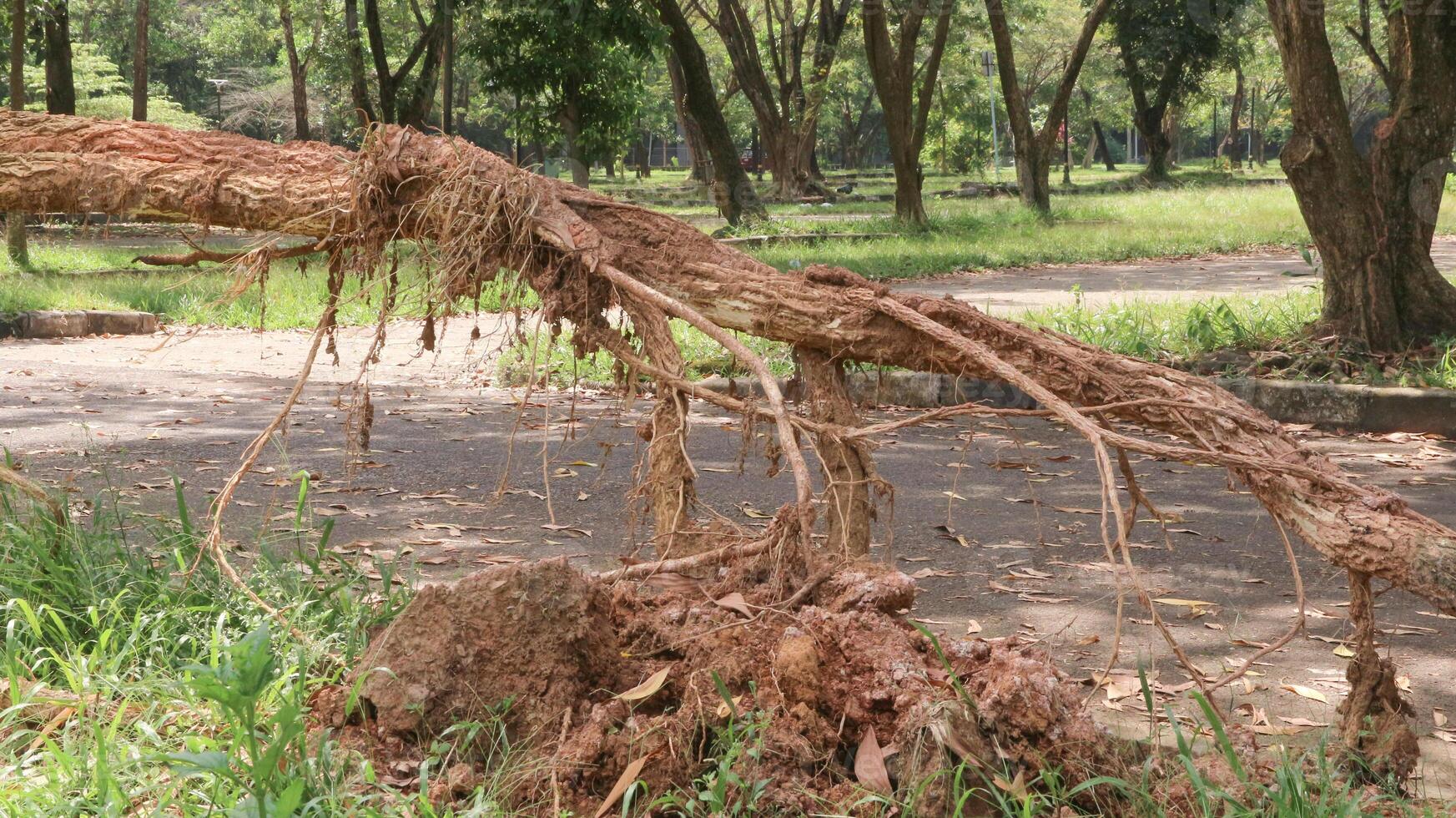 Branches, roots, pieces of trunks remaining on piles after removing wood from the forest, used for the production of wood chips used as an energy raw material. photo