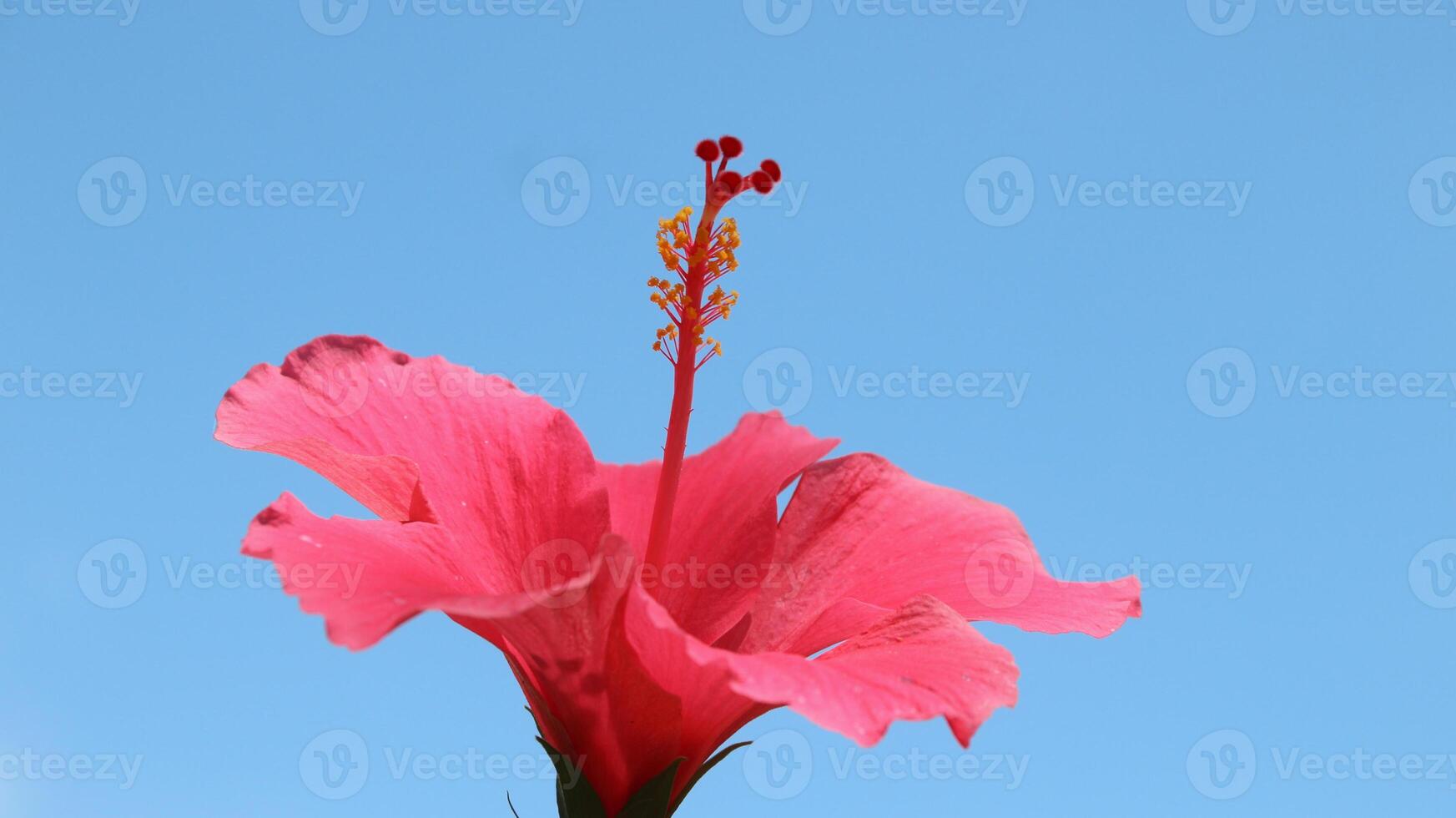 Hibiscus rosa-sinensis. This is a tropical evergreen plant with pink flowers and green leaves during the sunny day. photo