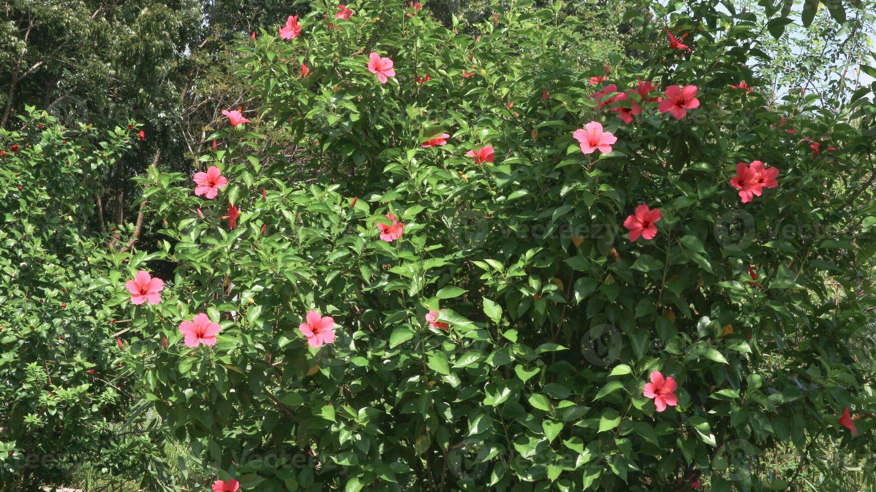 Hibiscus rosa-sinensis. This is a tropical evergreen plant with pink flowers and green leaves during the sunny day. photo