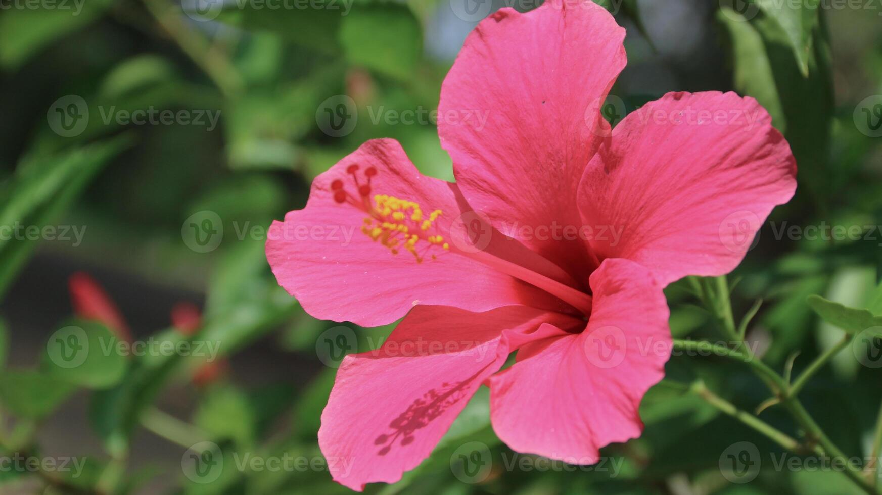 Hibiscus rosa-sinensis. This is a tropical evergreen plant with pink flowers and green leaves during the sunny day. photo