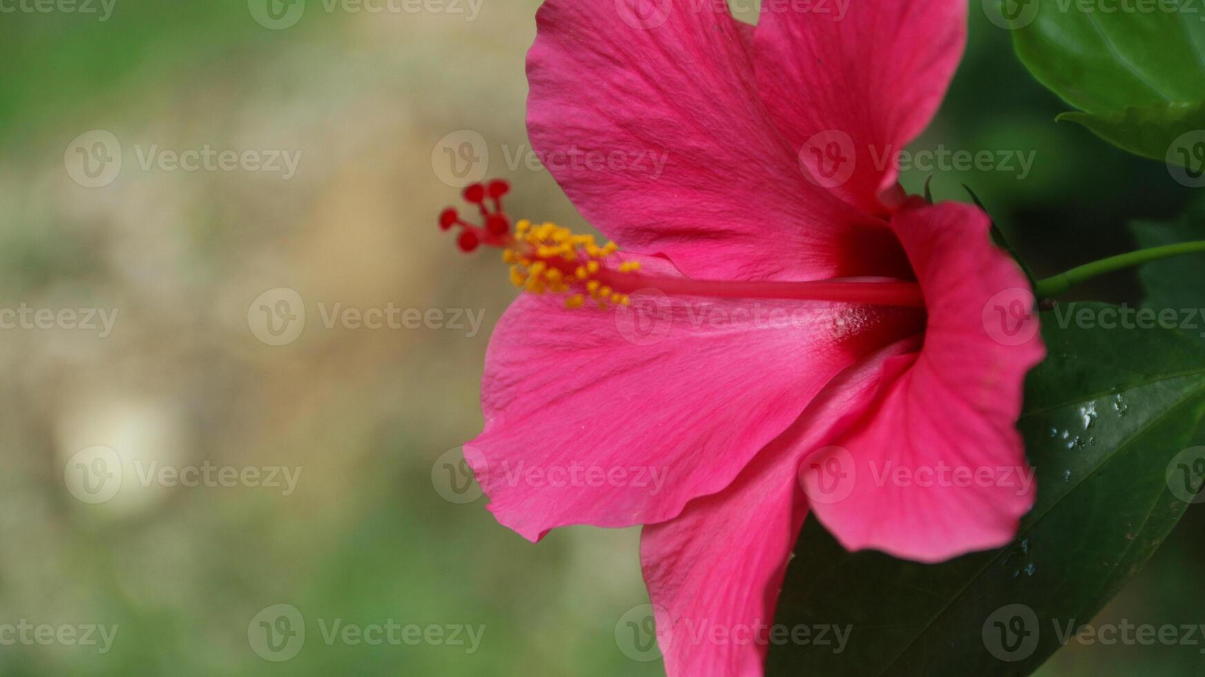 Hibiscus rosa-sinensis. This is a tropical evergreen plant with pink flowers and green leaves during the sunny day. photo