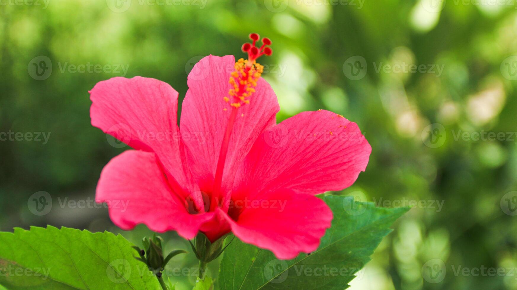 Hibiscus rosa-sinensis. This is a tropical evergreen plant with pink flowers and green leaves during the sunny day. photo