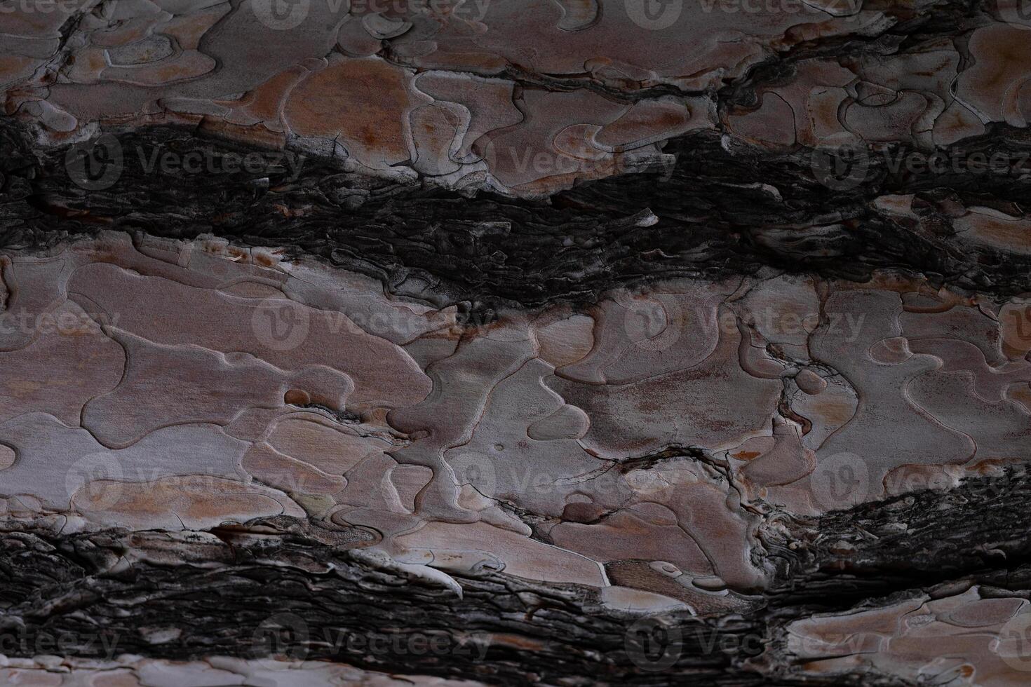 tree bark texture close up. great background for design photo